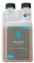 Tribus